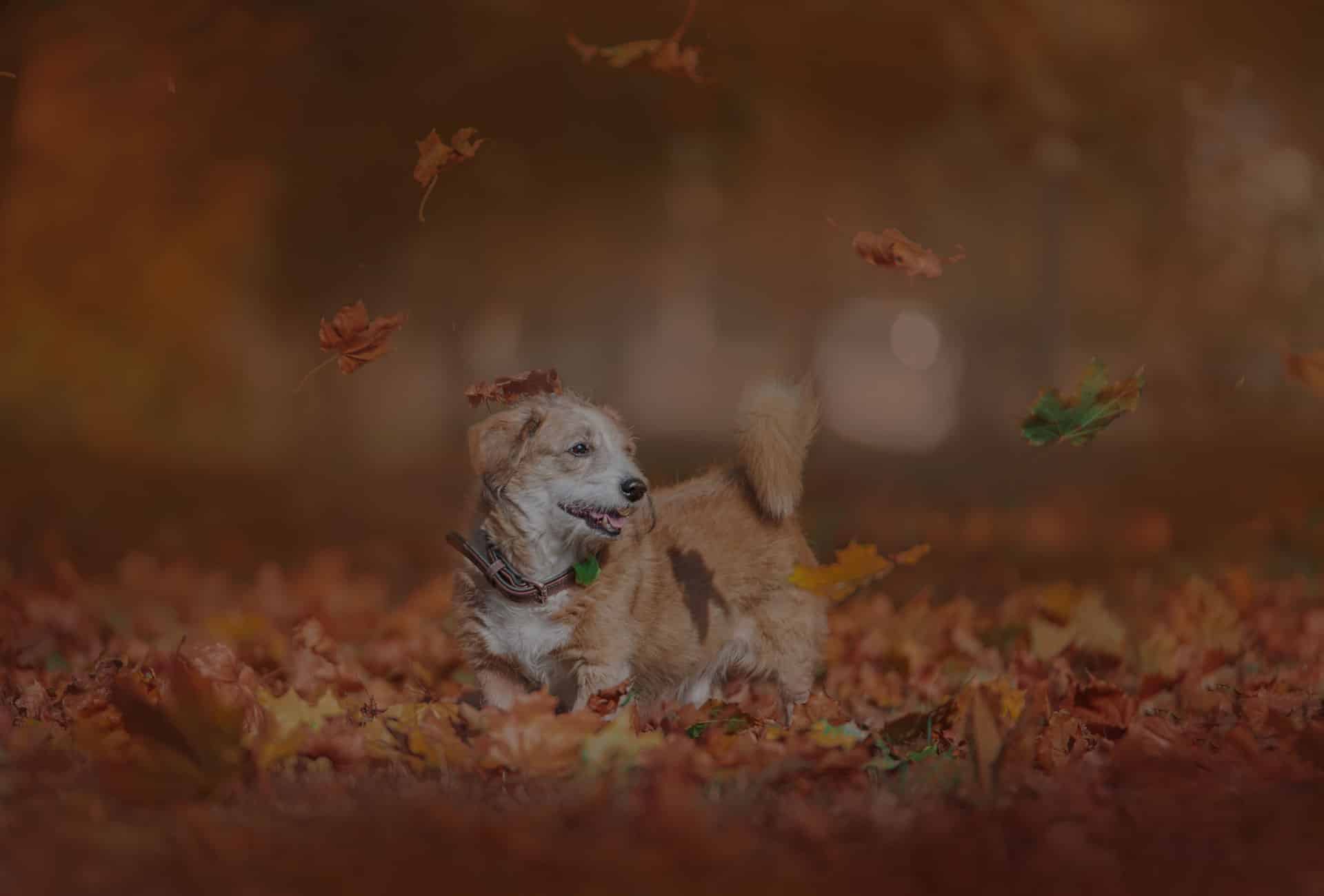 Veterinary careers and job opportunities at Coastal Plains Animal Clinic in El Campo, TX
