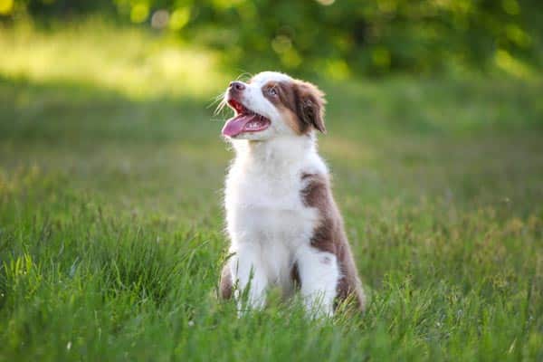 cute funny little puppy