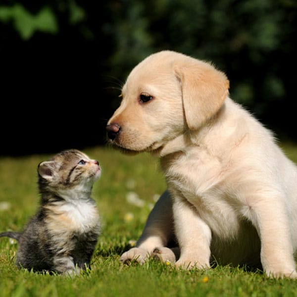 Cat and Dog