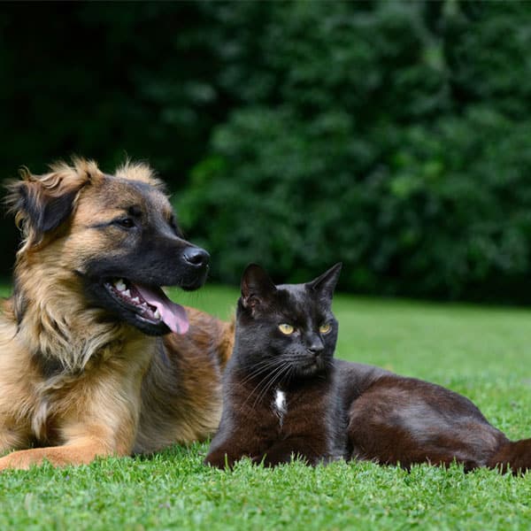 Dog and cat lying on meadow