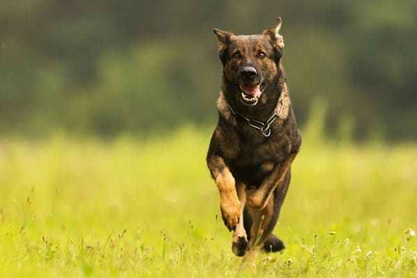 Healthy adult dog receiving general veterinary care at Coastal Plains Animal Clinic