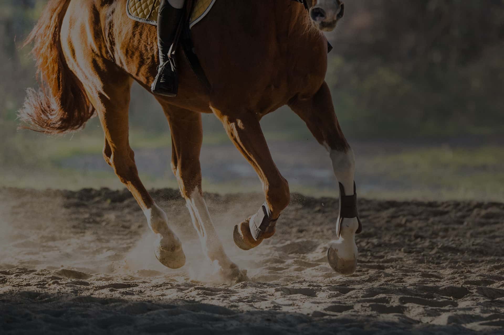 Veterinary team member at Coastal Plains Animal Clinic in El Campo, TX

